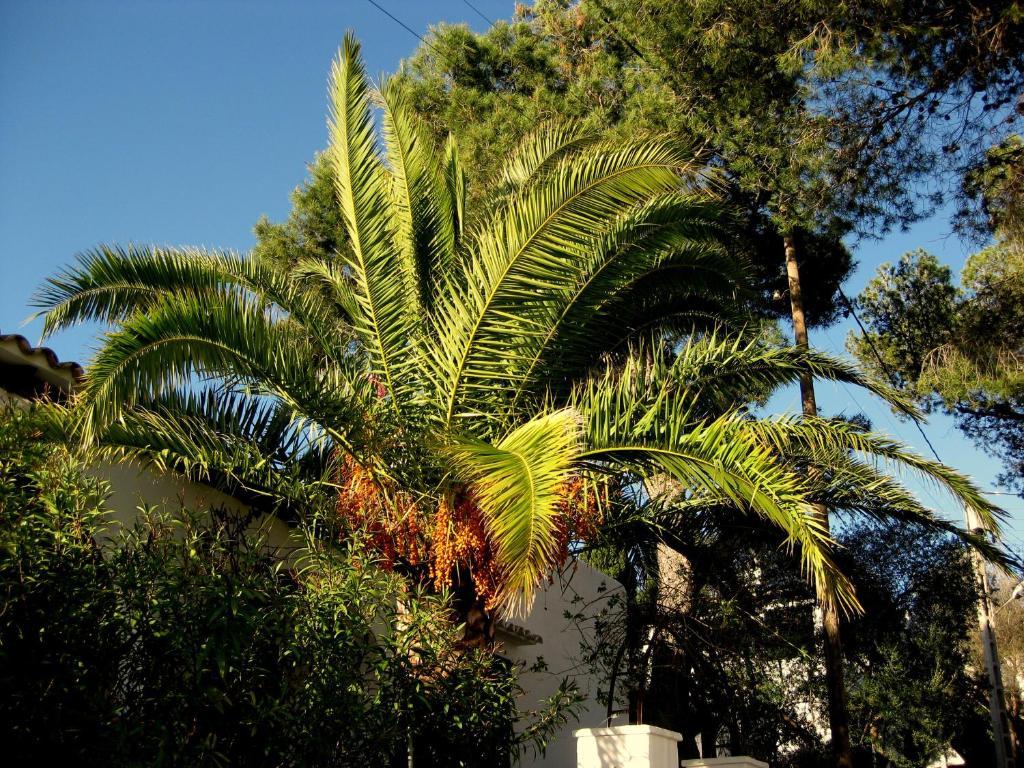 Casa Ceiba Maria Hotel Cala d'Or  Luaran gambar